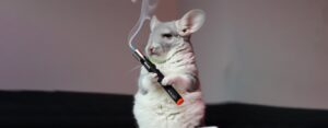 Le vapotage passif est-il dangereux pour nos animaux de compagnie ?